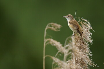 A beautiful bird sits on the grass on a green background. The great reed warbler (Acrocephalus arundinaceus) is a Eurasian bird in the passerine genus Acrocephalus.