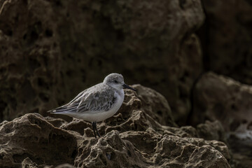 Sanderling Perched on Rocky Outcrop with Dark Background