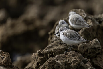 Trio of Sanderlings Resting on Rocky Shore
