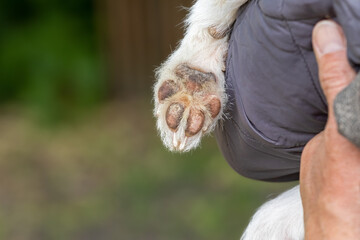 Dog paws.Human and the animal connection. The concept of trust and friendship.