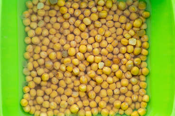 Farmer hand planting seed of green peas into soil. Sowing at springtime. Gardening concept.