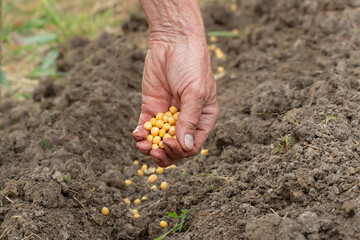 Farmer hand planting seed of green peas into soil. Sowing at springtime. Gardening concept.