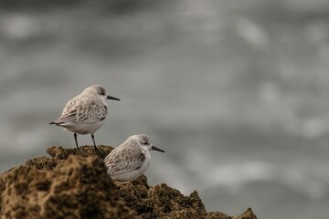Two Sanderlings Resting on Rocky Shoreline