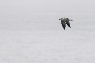 Seagull Soaring Over Turbulent Ocean Waves