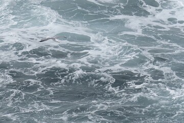 Seagull Soaring Over Turbulent Ocean Waves