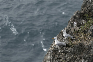 Seagulls Perched on Rocky Cliffs Above Ocean Waves