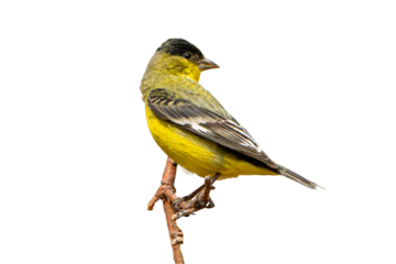 Lesser Goldfinch (Carduelis psaltria) Photo, Perched on a Transparent PNG Background