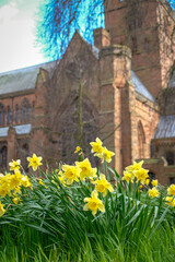 Daffodils in the Cathedral gardens