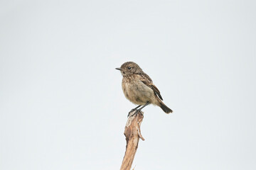 stonechat, saxicola rubicola, perched on a branch in the uk