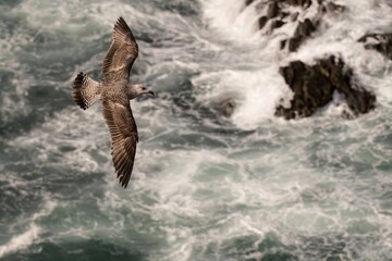 Seagull Soaring Over Turbulent Ocean Waves