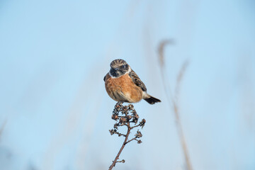 stonechat, saxicola rubicola, perched on a branch in the uk