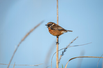 stonechat, saxicola rubicola, perched on a branch in the uk