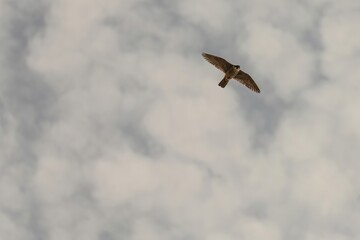 Peregrine Falcon Soaring in Clear Blue Sky