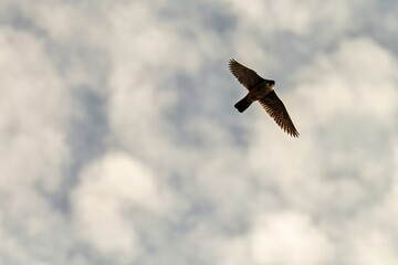 Peregrine Falcon Soaring in Clear Blue Sky