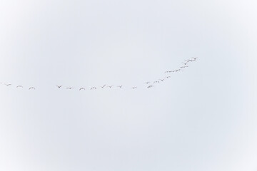 Flock of Birds Flying in Formation Against Clear Sky