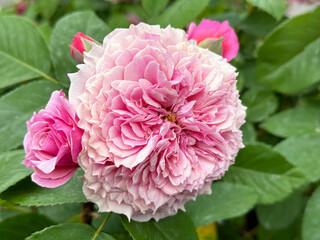 Rose shrub William Christie’s pink very double blooms in rosette form.