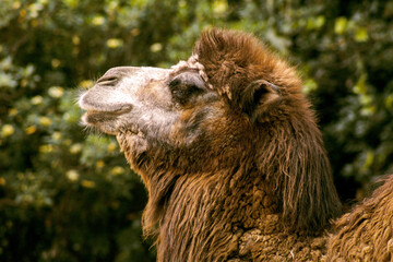 camel in the zoo