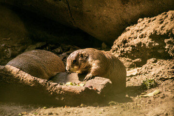 Obraz premium meerkat in the zoo