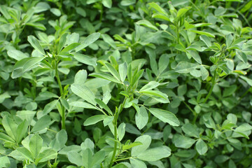 In the spring field young alfalfa grows