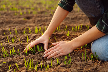 Fototapeta premium Young seedlings in the hands of a farmer. Agriculture, organic gardening, planting or ecology concept. Environmental, earth day