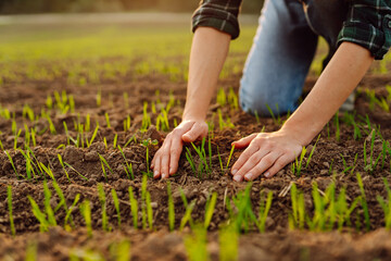 Young seedlings in the hands of a farmer. Agriculture, organic gardening, planting or ecology...
