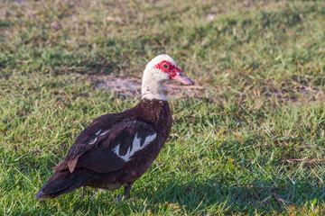 Wild female Muscovy duck walking on grass. Florida. USA