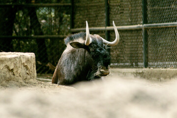 bull