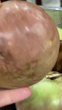Chrysophyllum cainito Also known cainito, caimito, tar apple, star apple, purple star apple, golden leaf tree, abiaba, pomme de lait Golden leaf tree. Star apple fruits