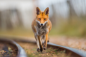 red fox vulpes running head on towards camera train tracks