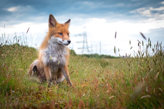 Red Fox Wide angle close up in grassland in summer with Pylons in background industrial vulpes vulpes