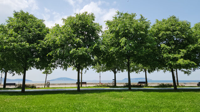 Trees of European nettle  (Celtis australis) in Maltepe Sahil Parkı in Istanbul