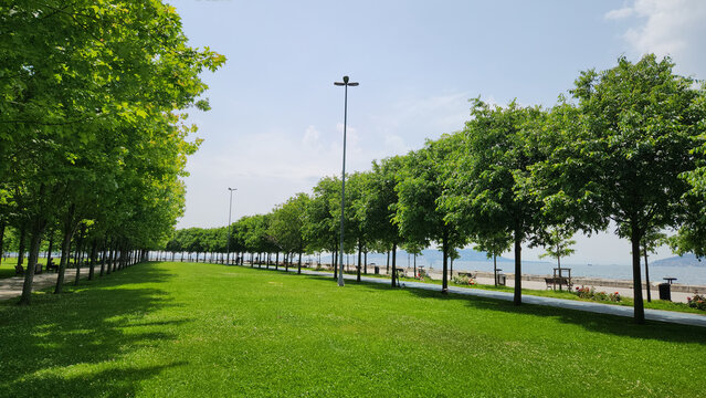 Trees of European nettle  (Celtis australis) in the Maltepe Coast Park, a city park by the side of Marmara Sea in Istanbul