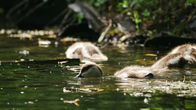 The Duckling Ogar (Red Duck) is looking for food in the pond. Sunny day, summer