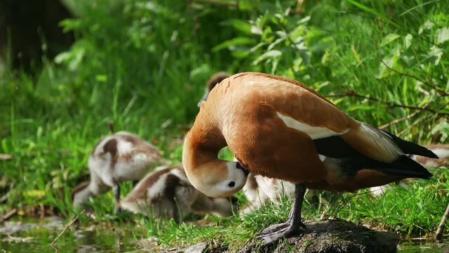 The red duck (Ogar) and her ducklings are on the pond.