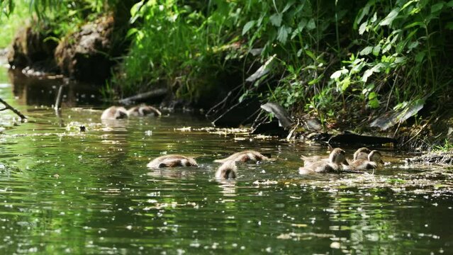 The Duckling Ogar (Red Duck) is looking for food in the pond. Sunny day, summer