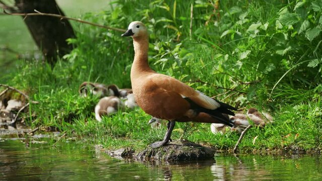 The red duck (Ogar) and her ducklings are on the pond.