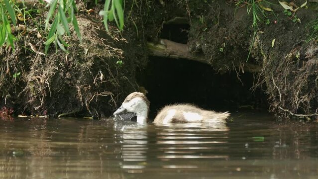 The Duckling Ogar (Red Duck) is looking for food in the pond. Sunny day, summer