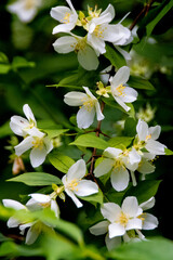 white flowers on a tree