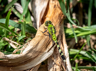 Green Dragon Fly 1