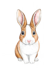 Obraz premium アナログタッチ、手描き風の可愛いネザーランドドワーフ、兎のイラスト正面 卯年 年賀状 AI生成画像