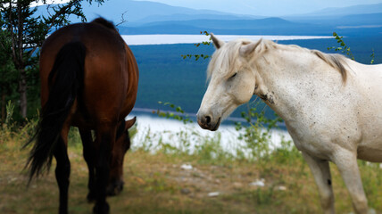 Obraz premium Two horses, one brown and one white, standing side by side in a field