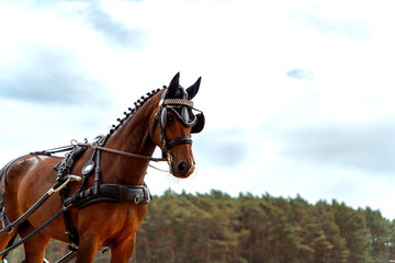 Well-groomed harnessed horse with braided mane and ornate headpiece for event, carriage ride or equestrian competition with sky and forest backdrop. Elegance equestrian sports. Banner with copy space