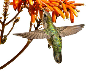 Costa's Hummingbird (Calypye costae) Photo, Feeding on Soap Aloe (Aloe maculata) in Flight on a Transparent PNG Background © Jim
