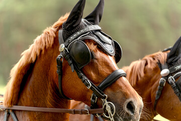 Close-up of chestnut horse with black bridle, fly bonnet, detailed tack and reins, with forest...