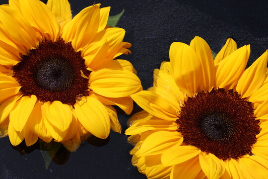 Beautiful photo of sunflower without a stem floating in a beautiful bowl of water. Glorious sunny weather and the photo was taken outdoors. 