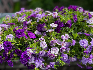 Pink purple blooming Petunia double flowers in decorative flower pot hanging on balcony terrace fence close up