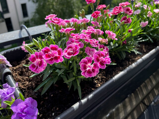 Beautiful pink purple Carnations decorative balcony flowers in a flower pot hanging on a balcony terrace fence close up