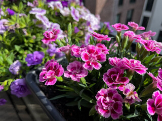 Beautiful pink purple Carnations decorative balcony flowers in a flower pot hanging on a balcony terrace fence close up