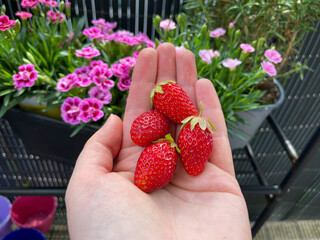 Freshly picked ripe red strawberry berries in white female hand close up, strawberry harvest from...