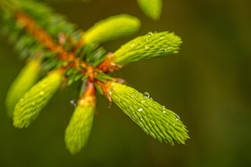 A detailed close-up of a pine needle cluster with water droplets, showcasing the vibrant green color and texture. The background is softly blurred, providing copy space.